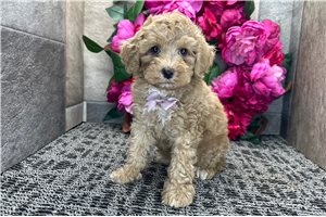 Pongo - Cockapoo for sale