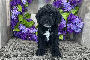 Nathan - Cockapoo for sale