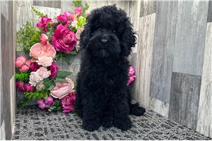 Nolan - puppy for sale