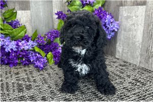 Nash - puppy for sale