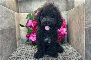 Nash - puppy for sale