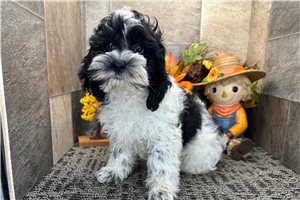 Rylee - Cockapoo for sale