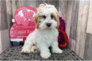 Bart - puppy for sale