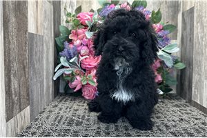 Nash - Cockapoo for sale