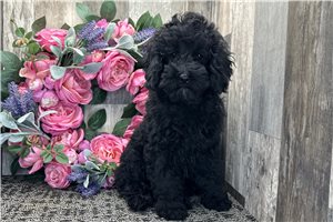 Nolan - Cockapoo for sale