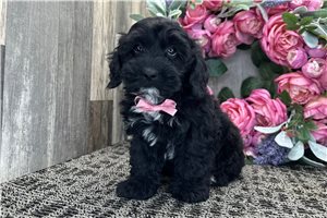 Noah - Cockapoo for sale