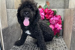 Nathan - Cockapoo for sale