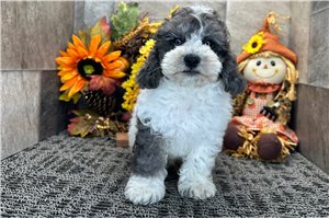Ruger - Cockapoo for sale