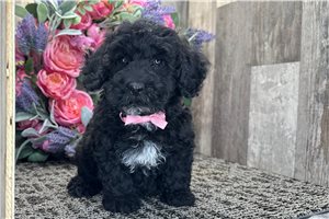 Nash - Cockapoo for sale