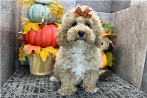 Persephone - Cockapoo for sale