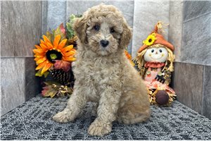 Phineas - Cockapoo for sale