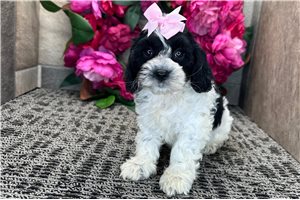 Rylee - Cockapoo for sale