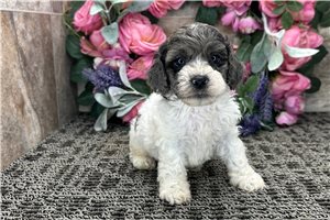 Ronin - puppy for sale