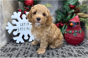 Baxter - puppy for sale
