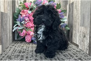 Noah - Cockapoo for sale