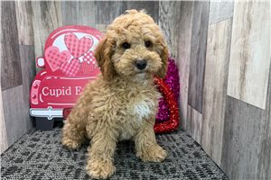 Bayer - Cockapoo for sale