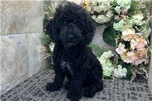 Nash - Cockapoo for sale