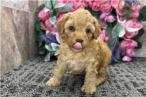 Rolf - puppy for sale