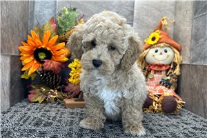 Persephone - Cockapoo for sale
