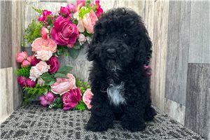 Nash - puppy for sale