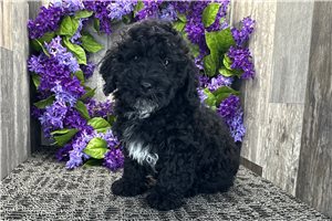 Nash - Cockapoo for sale