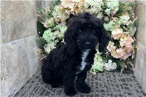 Noah - Cockapoo for sale