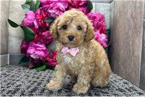 Rolf - Cockapoo for sale