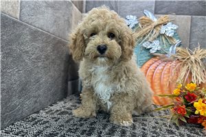 Persephone - Cockapoo for sale