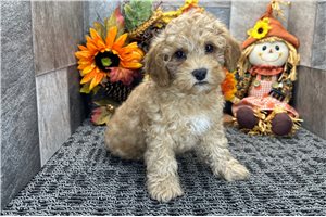 Rolf - Cockapoo for sale