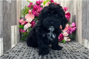 Noah - puppy for sale