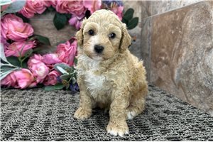 Patrick - puppy for sale