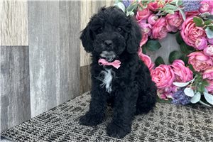 Nathan - Cockapoo for sale