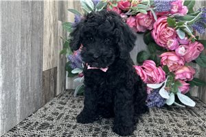 Nolan - Cockapoo for sale