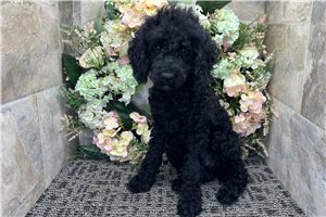 Nolan - Cockapoo for sale