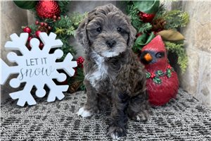 Bella - puppy for sale