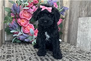 Naomi - Cockapoo for sale