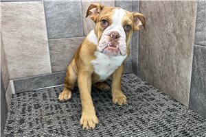 Lucille - English Bulldog for sale