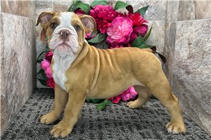 Lucille - English Bulldog for sale