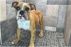 Lacey - English Bulldog for sale