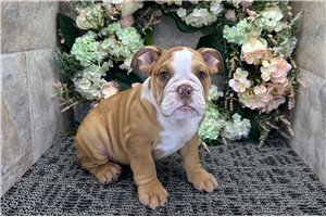 Lucille - English Bulldog for sale