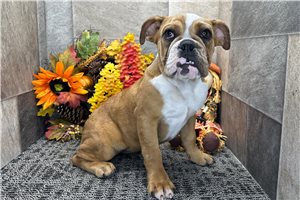 Lacey - English Bulldog for sale