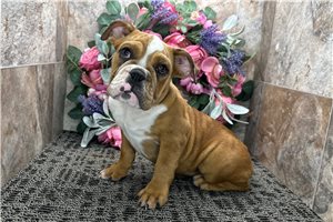 Lacey - English Bulldog for sale
