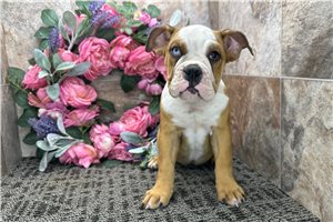 Leah - English Bulldog for sale