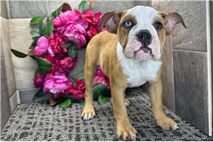 Leah - English Bulldog for sale