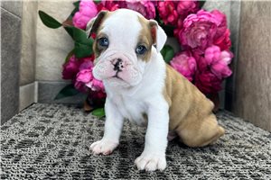 Caleb - Bulldog for sale