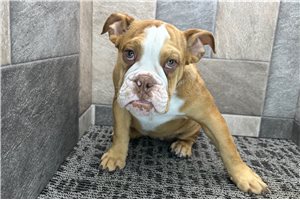 Lucille - English Bulldog for sale
