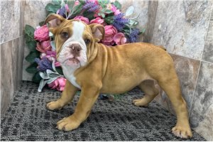 Lucille - English Bulldog for sale