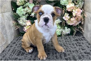 Leah - English Bulldog for sale