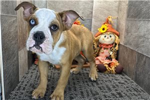 Leah - English Bulldog for sale