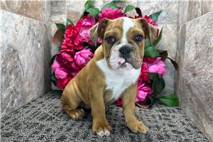 Lacey - English Bulldog for sale